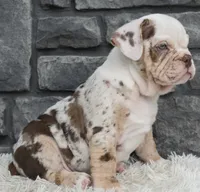 Turbo, a male English Bulldog and Beagle for sale in Berlin, OH – 3 of 6