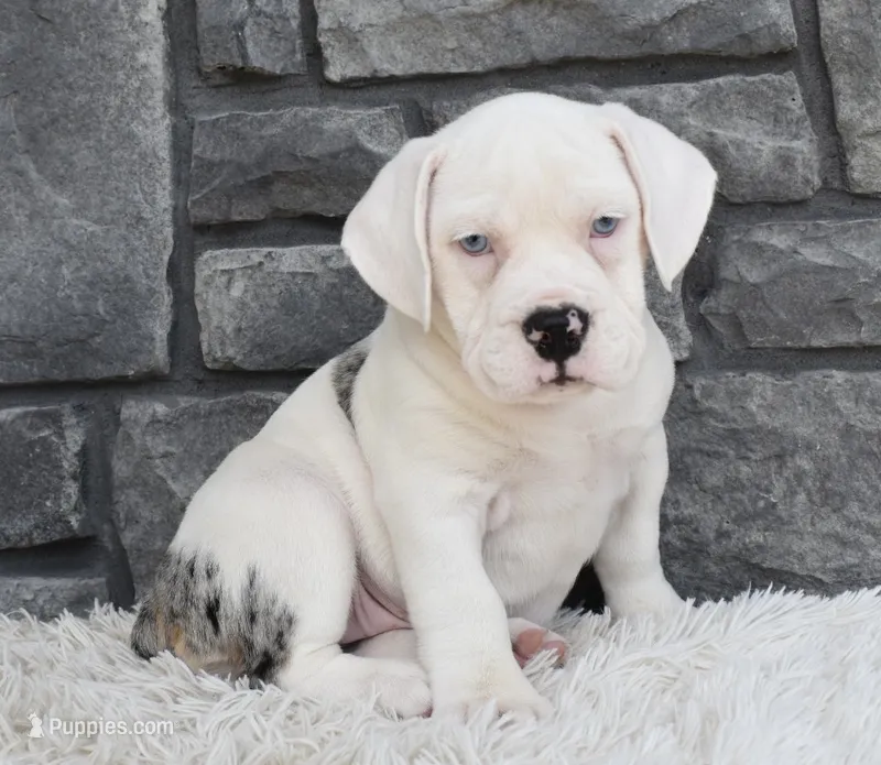 Ava – English Bulldog, Beagle puppy for sale in Berlin, OH