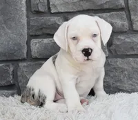 Ava, a female English Bulldog and Beagle for sale in Berlin, OH – 1 of 5