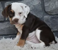 Tootsie , a female English Bulldog and Beagle for sale in Berlin, OH – 3 of 4