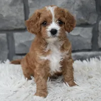 Remi, a female Cavapoo for sale in Berlin, OH – 2 of 8