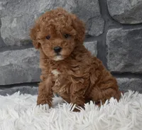 Cinnamon , a female Poodle - Toy  for sale in Berlin, OH – 6 of 8