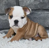 Miles, a male English Bulldog and Beagle for sale in Berlin, OH – 4 of 5