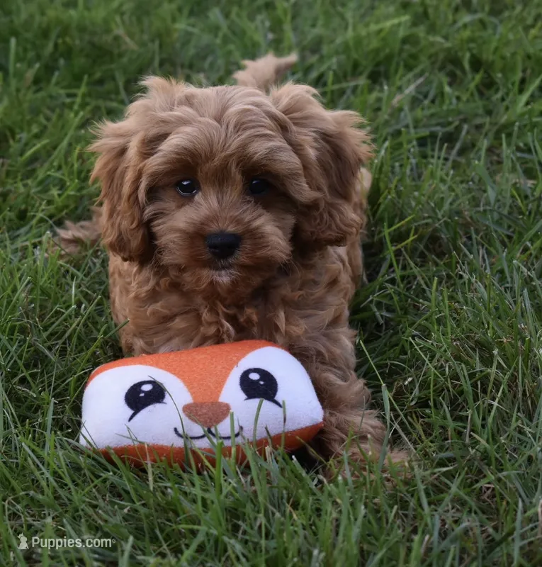 Ranger  – Cavapoo puppy for sale in Berlin, OH