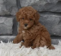 Cinnamon , a female Poodle - Toy  for sale in Berlin, OH – 8 of 8