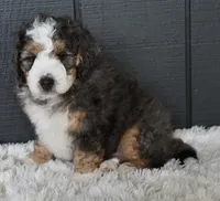 Jett, a male Miniature Bernedoodle for sale in Berlin, OH – 5 of 6