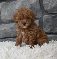 Cinnamon , a female Poodle - Toy  for sale in Berlin, OH – 5 of 8