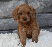 Hank, a male Cavapoo for sale in Berlin, OH – 3 of 6