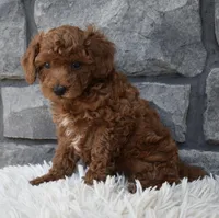 Charlie , a male Poodle - Toy  for sale in Berlin, OH – 5 of 8