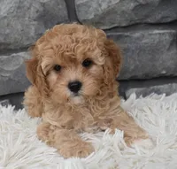 Maggie , a female Cavapoo for sale in Berlin, OH – 5 of 5