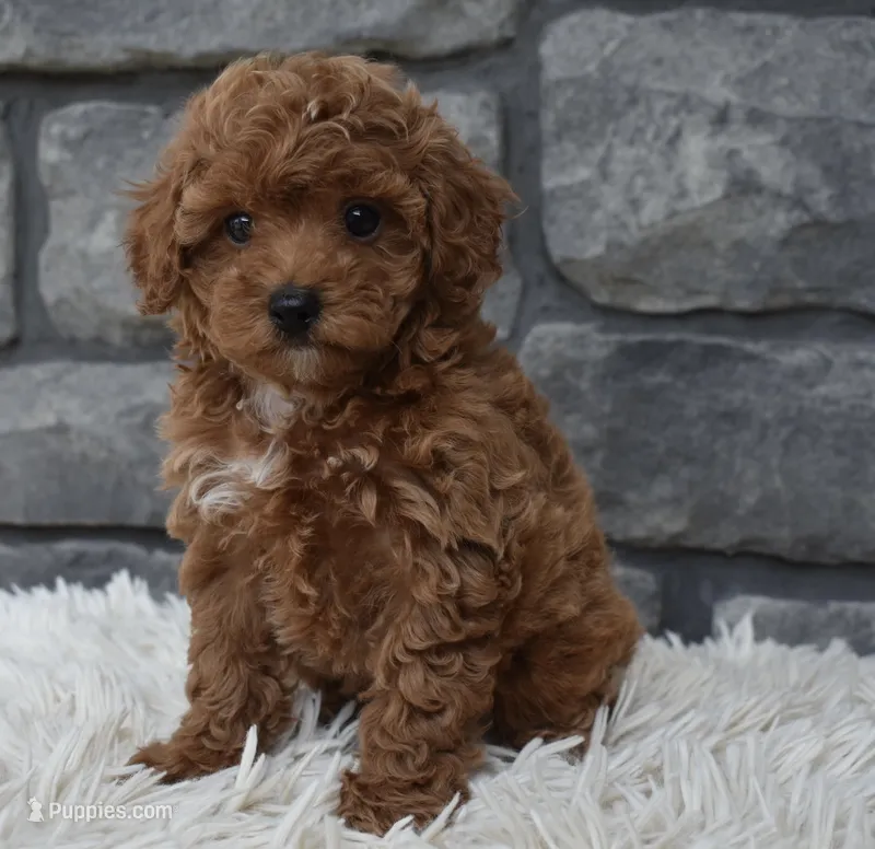 Cupcake  – Poodle - Toy  puppy for sale in Berlin, OH