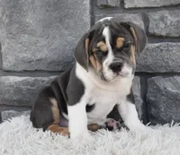 Avery , a female English Bulldog and Beagle for sale in Berlin, OH – 2 of 4