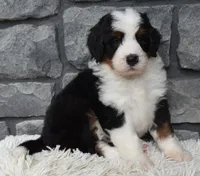 Cuddles, a male Miniature Bernedoodle for sale in Berlin, OH – 6 of 6