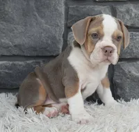 Trixie, a male English Bulldog and Beagle for sale in Berlin, OH – 5 of 7