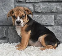Marley , a female English Bulldog and Beagle for sale in Berlin, OH – 2 of 4