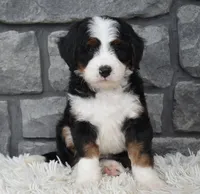 Cinnamon , a female Miniature Bernedoodle for sale in Berlin, OH – 10 of 10