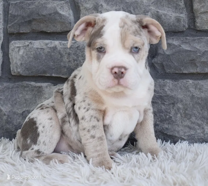 Bailey  – English Bulldog, Beagle puppy for sale in Berlin, OH