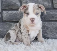 Bailey , a female English Bulldog and Beagle for sale in Berlin, OH – 3 of 4