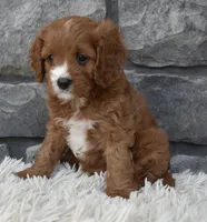 Macy, a female Cavapoo for sale in Berlin, OH – 5 of 7