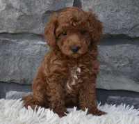 Charlie , a male Poodle - Toy  for sale in Berlin, OH – 3 of 8