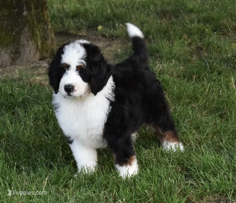 Cuddles – Miniature Bernedoodle puppy for sale in Berlin, OH
