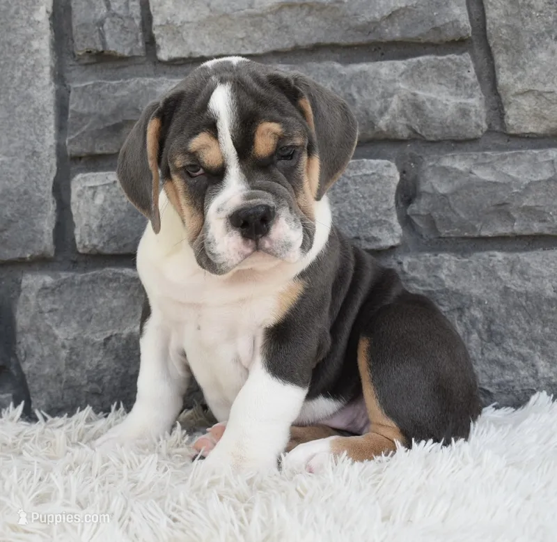 Avery  – English Bulldog, Beagle puppy on hold in Berlin, OH