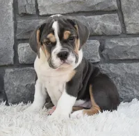 Avery , a female English Bulldog and Beagle for sale in Berlin, OH – 1 of 4