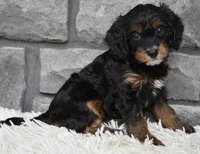 Reese , a female Cavapoo for sale in Berlin, OH – 4 of 6
