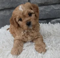Riley , a male Cavapoo for sale in Berlin, OH – 6 of 8