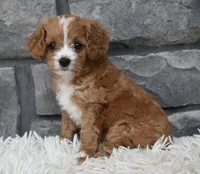 Remi, a female Cavapoo for sale in Berlin, OH – 7 of 8