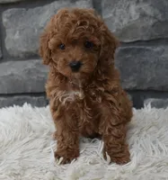Cupcake , a female Poodle - Toy  for sale in Berlin, OH – 7 of 8
