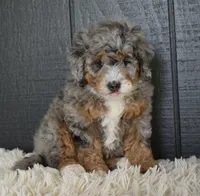 Jazzie F1b, a female Miniature Bernedoodle for sale in Berlin, OH – 3 of 5