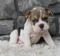 Molly, a female English Bulldog and Beagle for sale in Berlin, OH – 4 of 5