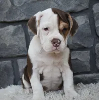 Tilly, a female English Bulldog and Beagle for sale in Berlin, OH – 4 of 4