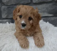 Rocky, a male Cavapoo for sale in Berlin, OH – 3 of 6