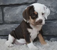Tootsie , a female English Bulldog and Beagle for sale in Berlin, OH – 4 of 4