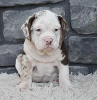 Twinkle , a female English Bulldog and Beagle for sale in Berlin, OH – 2 of 4