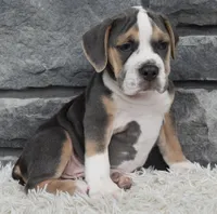 Tater, a male English Bulldog and Beagle for sale in Berlin, OH – 4 of 6