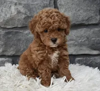 Chloe , a female Poodle - Toy  for sale in Berlin, OH – 3 of 6