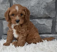 Rocco , a male Cavapoo for sale in Berlin, OH – 3 of 7
