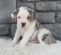 Alex , a male English Bulldog and Beagle for sale in Berlin, OH – 3 of 6