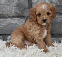 Miles, a female Cavapoo for sale in Berlin, OH – 4 of 8