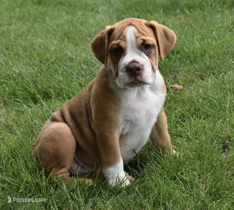 Bella  – English Bulldog, Beagle puppy for sale in Berlin, OH