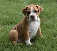 Bella , a female English Bulldog and Beagle for sale in Berlin, OH – 1 of 5