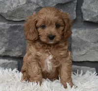 Ranger , a male Cavapoo for sale in Berlin, OH – 3 of 4