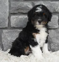 Cash , a male Miniature Aussiedoodle for sale in Berlin, OH – 4 of 6
