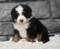 Cash , a male Miniature Bernedoodle for sale in Berlin, OH – 6 of 6