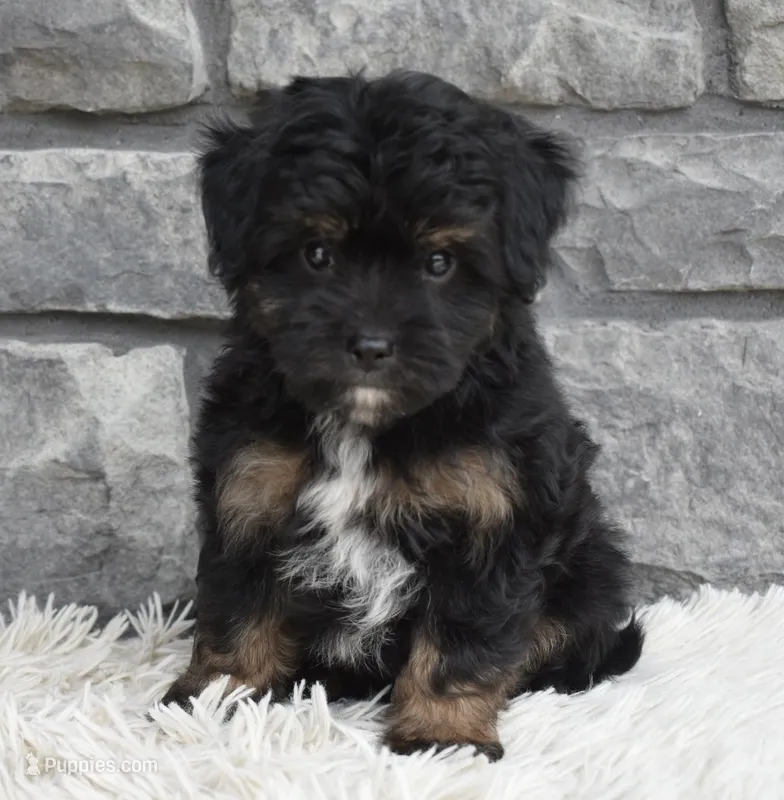 Charlie  – Miniature Aussiedoodle puppy for sale in Berlin, OH