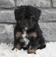 Charlie , a male Miniature Aussiedoodle for sale in Berlin, OH – 1 of 5