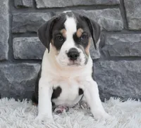 Biscuit , a female English Bulldog and Beagle for sale in Berlin, OH – 3 of 3